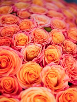 a lot of beautiful orange roses. Shallow DOF