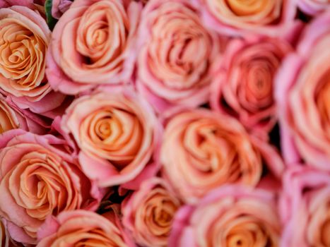 a lot of beautiful orange roses. Shallow DOF