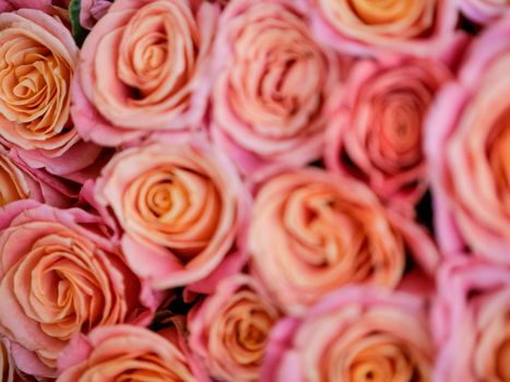 a lot of beautiful orange roses. Shallow DOF