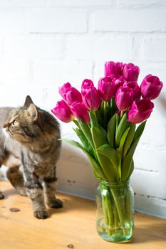 beautiful pink tulips on white background with a cat