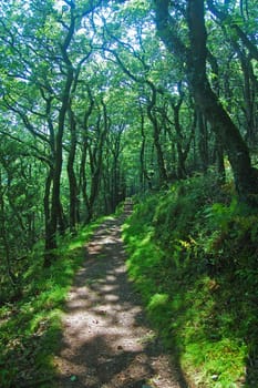 Woody Bay lies on the Exmoor coast of North Devon, England. This is a most beautiful walk which leads to the pretty coastal villages of Lynton & Lynmouth. The path follows the remote coastal fringe of Exmoor (of Lorna Doome literary fame) To the left of the image the woodland falls away to the sea, to the right it climbs to open rugged moorland. You really must visit !