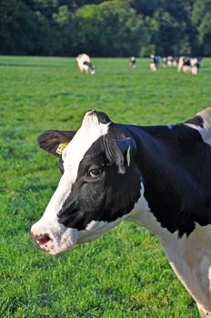 A cow with an enigmatic mona-lisa-esque expression ! Taken in rural North Devon, England