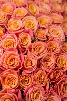 a lot of beautiful orange roses. Shallow DOF