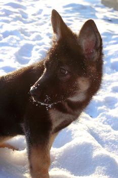 German shepherd puppy in winter with snow