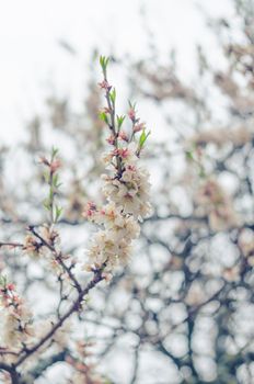 Cheery blossom flowers on spring day. Beauty flowers.