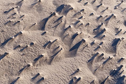 Beach of Amrum in Germany