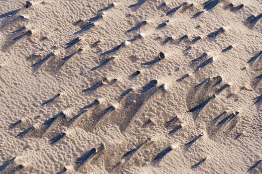 Beach of Amrum in Germany