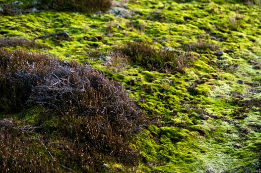 Heath on Amrum in Germany