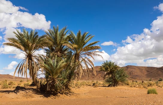 palm in the  desert oasis morocco sahara africa dune