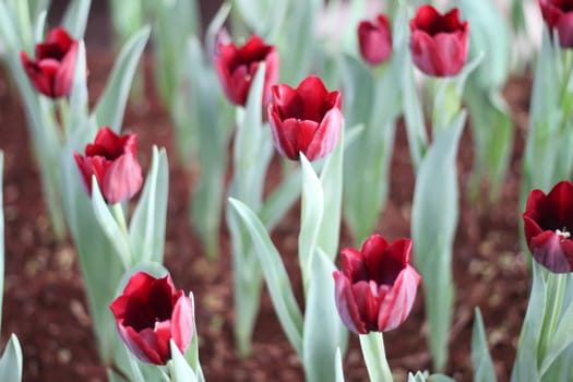 Black   tulips in the garden