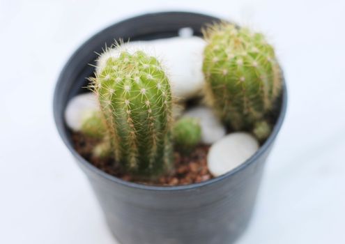 Cactus in pots isolate