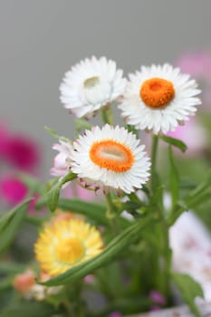 White Straw flower in the pond.