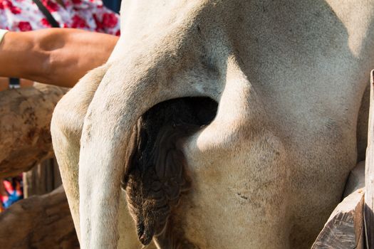 cows in thailand,Skinny, sick cows,close up eye