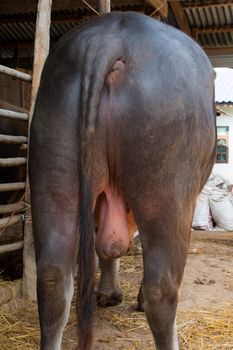 Testicular buffalo farm in Thailand