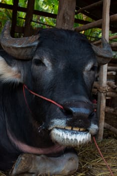 Buffalo, Buffalo Thailand, animals,close up eye ,close up eye,nose