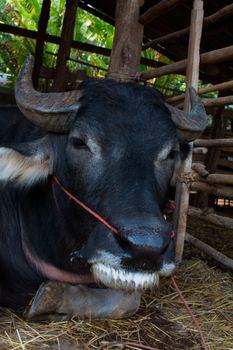 Buffalo, Buffalo Thailand, animals,close up eye ,close up eye,nose