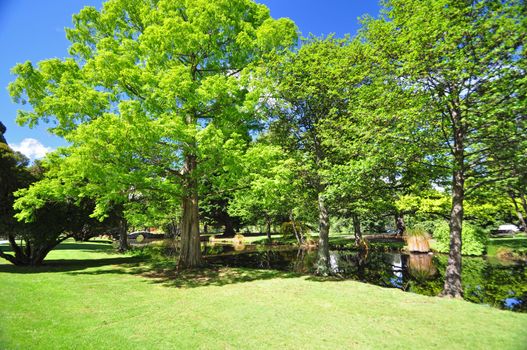 Queenstown Gardens, South Island, New Zealand. A wonderful open public space. Here the lake is seen with a glimpse of the footbridge through the trees