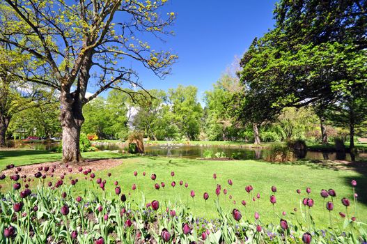 Queenstown Gardens, South Island, New Zealand. A wonderful open public space. Here the lake is seen with t a boarder of tulips in the foreground