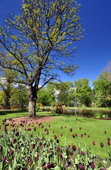 Queenstown Gardens, South Island, New Zealand. A wonderful open public space. Here the lake is seen with t a boarder of tulips in the foreground