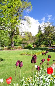 Queenstown Gardens, South Island, New Zealand. A wonderful open public space. Here the lake is seen with t a boarder of tulips in the foreground