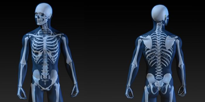 Medical Illustration of Human Body and Bones as Art