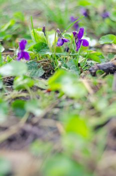 The crocuses family.Spring flowers on the ground.