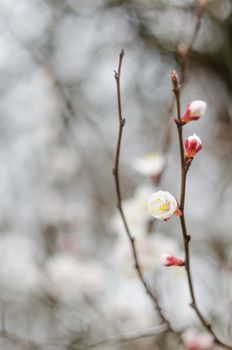 White tree flowers in spring. Spring flowers.