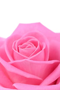 The pink beautiful rose as a background