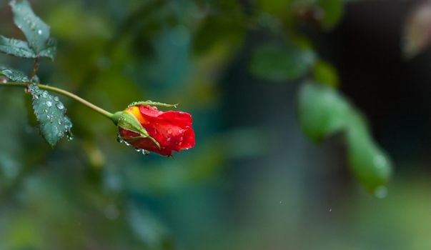 Emerging petals of a small red rose adorned with raindrops of gentle spring rain.  Spring green backdrop.