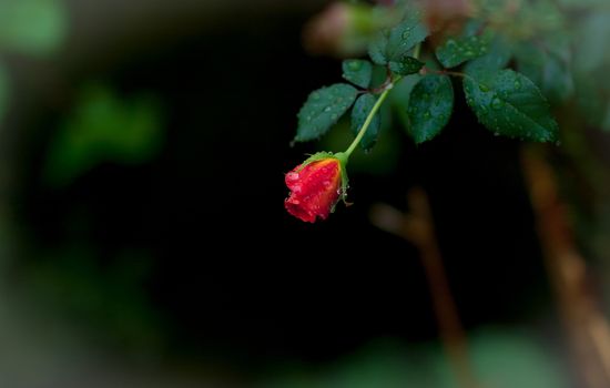 Emerging petals of a small red rose adorned with raindrops of gentle spring rain.  Spring green backdrop.