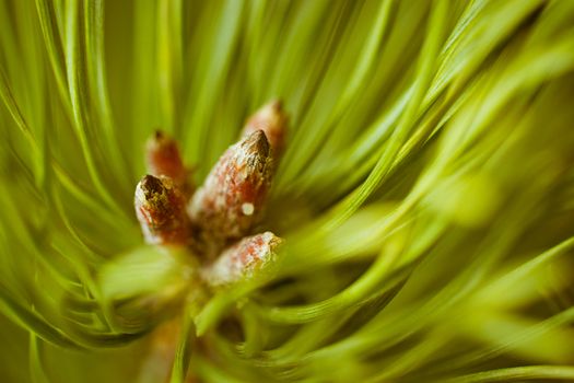 Resinous pine young buds on top of branches among green pine needles