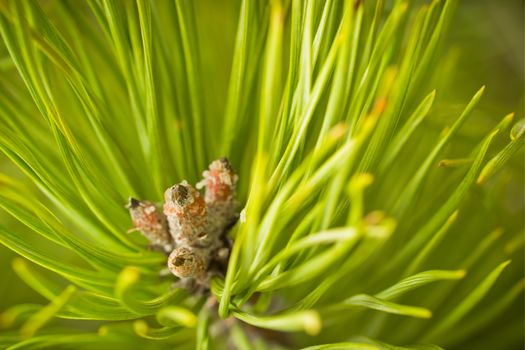 Resinous pine young buds on top of branches among green pine needles