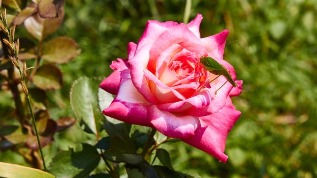 Katydid Tettigonia cantans on a pink rose. Presents in most of Europe, in eastern Palearctic ecozone, in Near East and in North Africa.