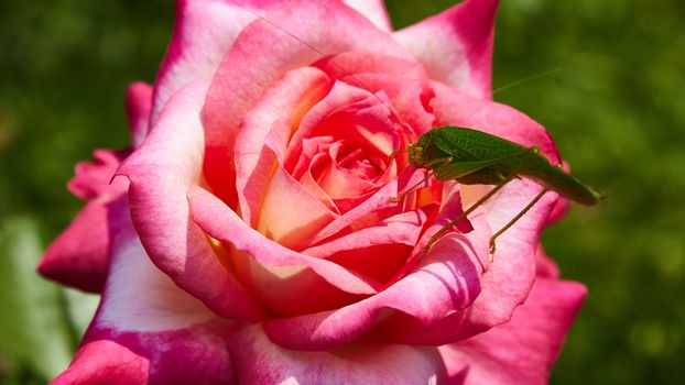 Katydid Tettigonia cantans on a pink rose. Presents in most of Europe, in eastern Palearctic ecozone, in Near East and in North Africa.