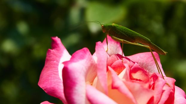 Katydid Tettigonia cantans on a pink rose. Presents in most of Europe, in eastern Palearctic ecozone, in Near East and in North Africa.