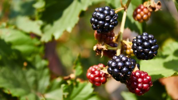 Huge torn free blackberries begin to ripen