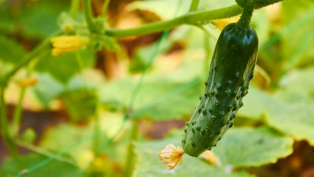 growing cucumbers in the garden. Shallow DOF