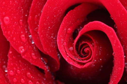 Macro shot of a red rose with water drops