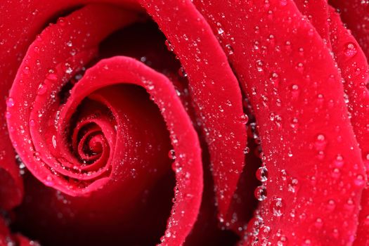 Macro shot of a red rose with water drops