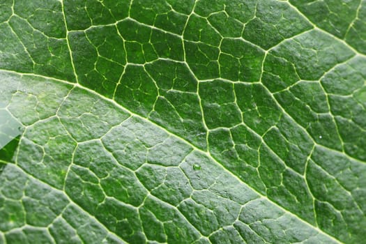 Close-up of a beauty textured green leaf