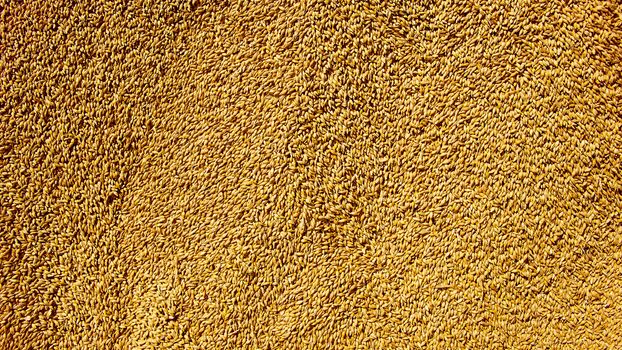 Grains of wheat close-up. Wheat texture background