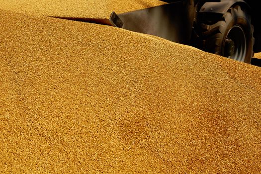 Grains of wheat close-up. Wheat texture background