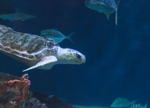 Juvenile loggerhead sea turtle, Caretta caretta, swims gracefully through the ocean water