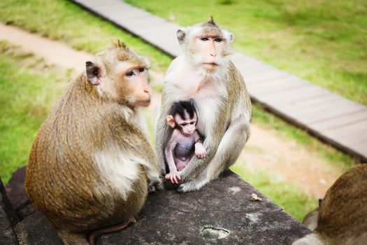 Monkey baby with his parents in  Cambodia.