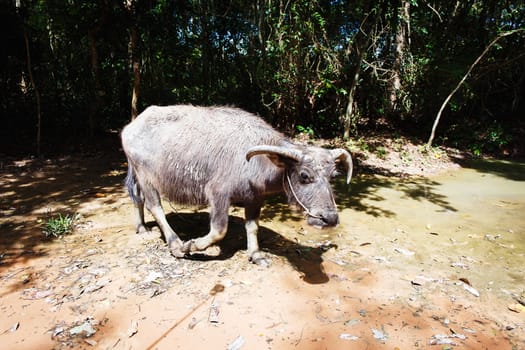 Water buffalo in a forest in asia. Cambodia.