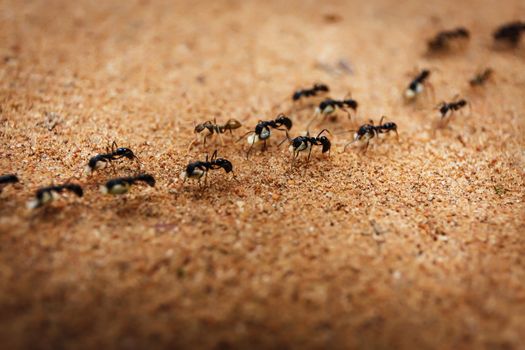 Colony of ants and their teamwork in Cambodia 