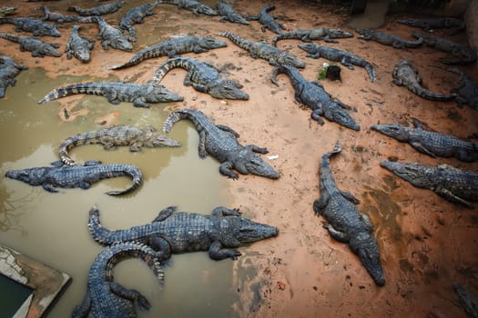 large crocodiles in the zoo of Cambodia 