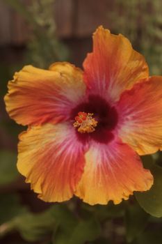 Sunset Hibiscus flower with detailed stamen and pistil in a Hawaiian garden in spring
