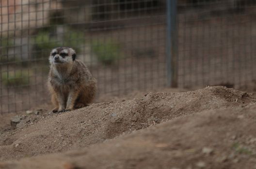 Meerkats, Suricata suricatta, live in burrows and are cautious