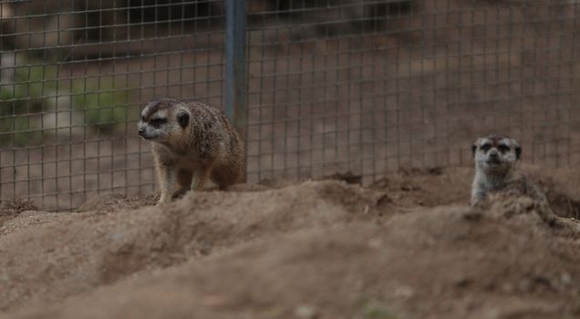 Meerkats, Suricata suricatta, live in burrows and are cautious